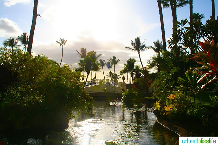 beautiful maui resort: fairmont kea lani