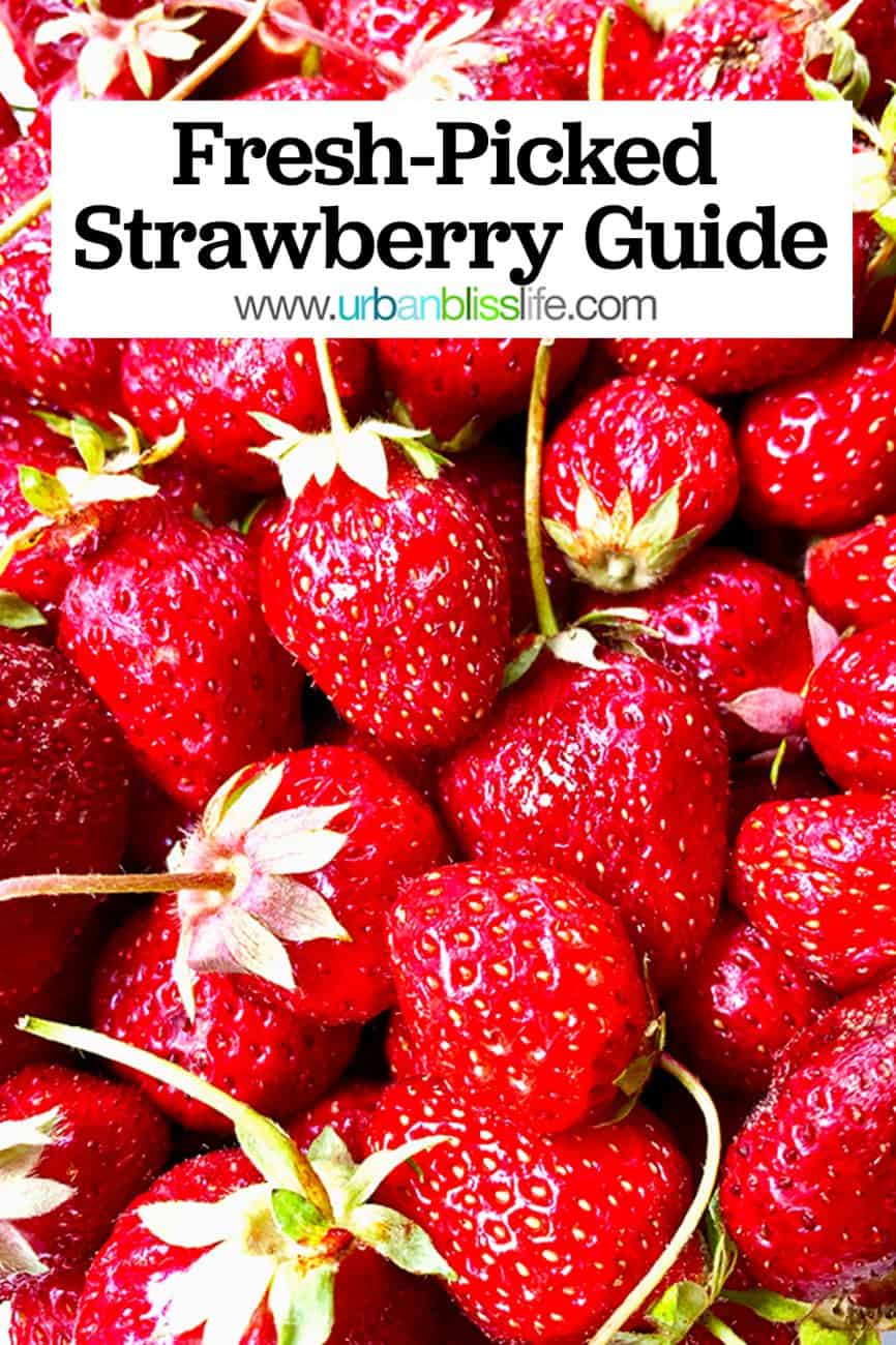 what to do with fresh picked strawberries