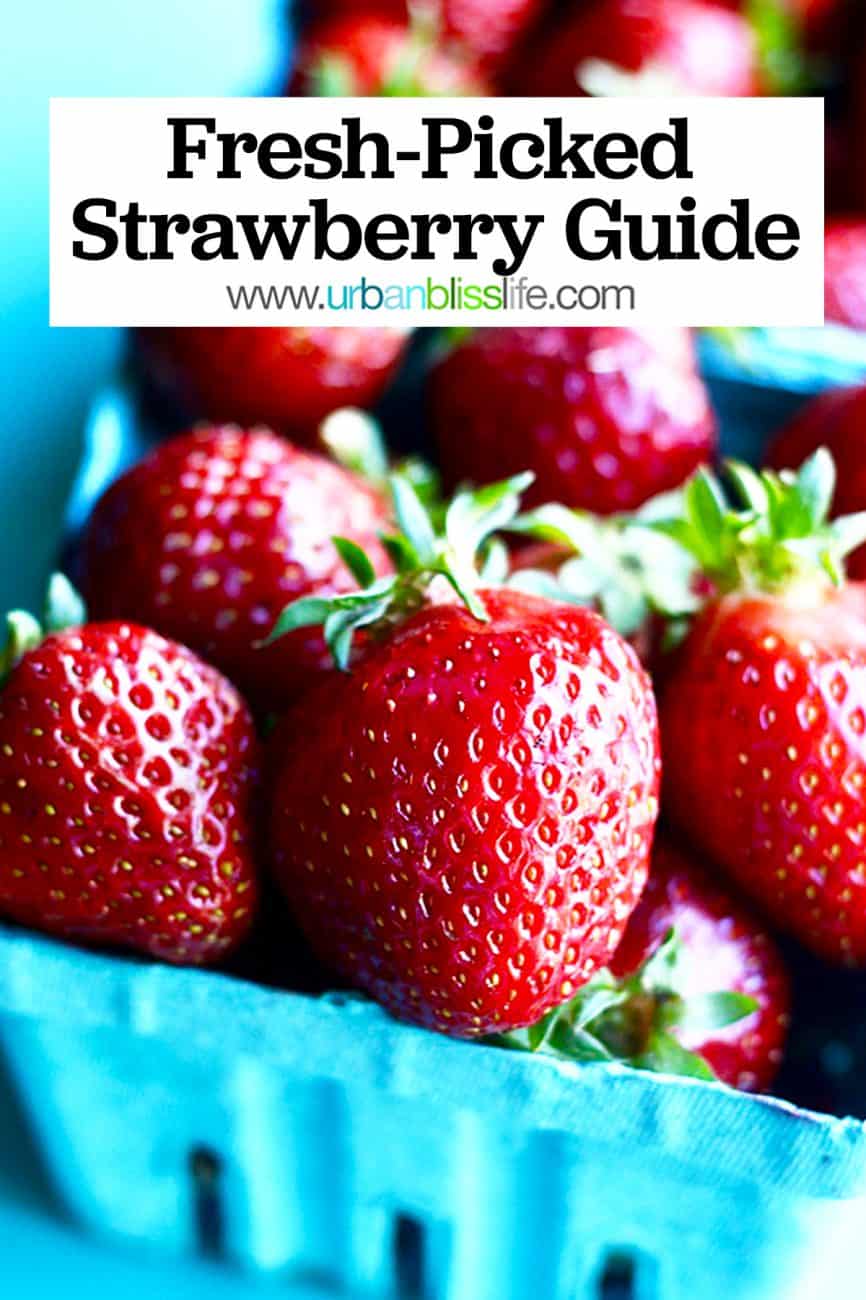 what to do with fresh picked strawberries