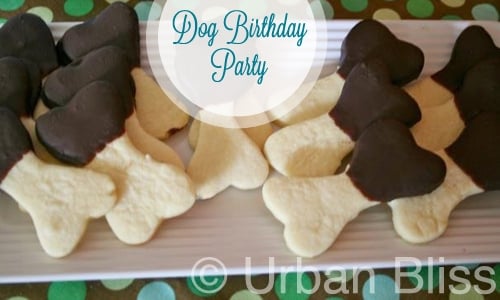 Dog Birthday_04