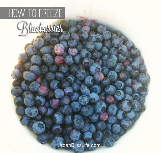 How to Freeze Blueberries on UrbanBlissLife.com