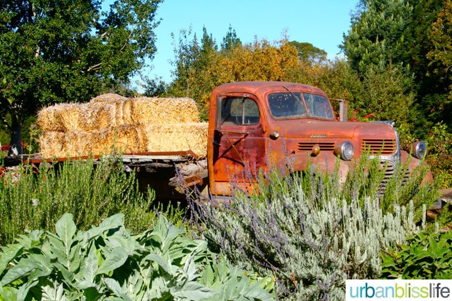 vintage pickup with hay on it