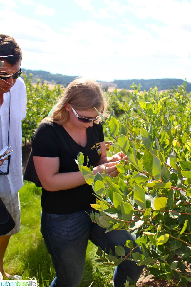 Oregon Berry Fest