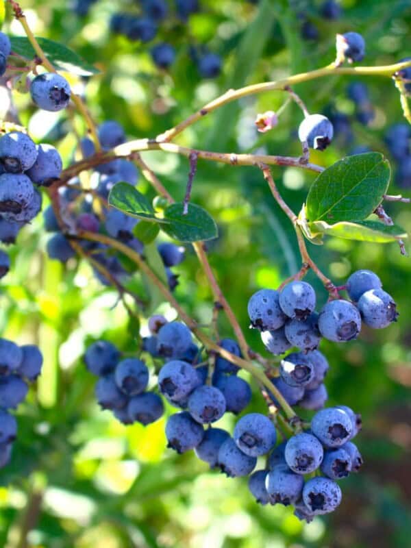 Oregon Fruit Products tour