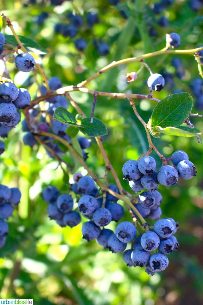 Oregon Fruit Products tour