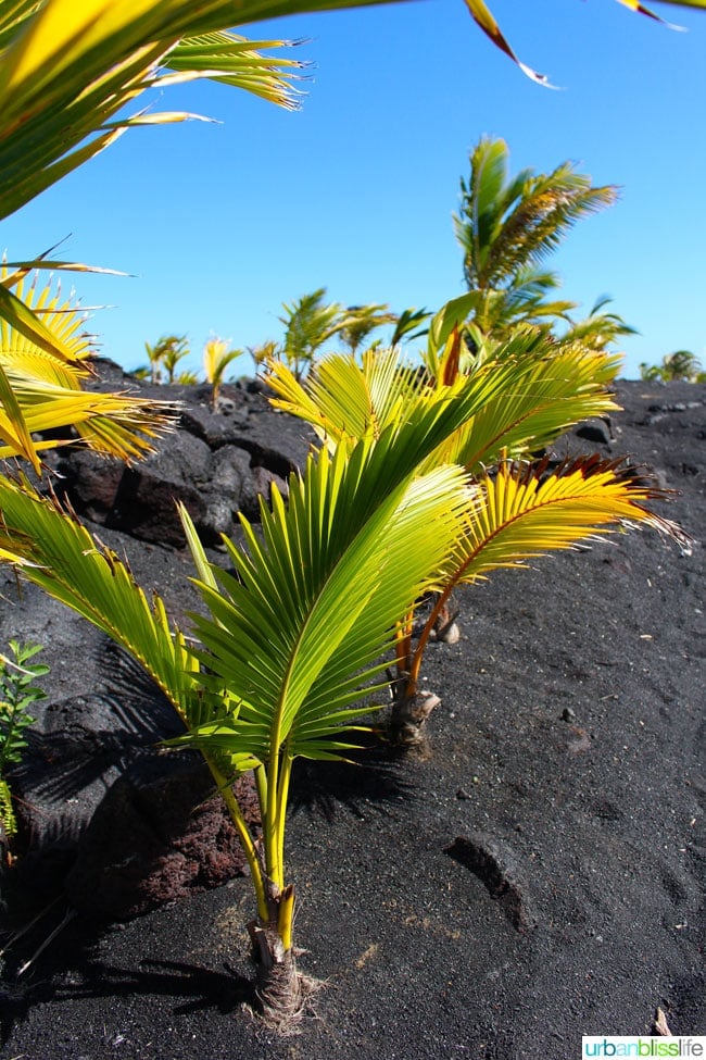 HawaiiVolcanicBeach2