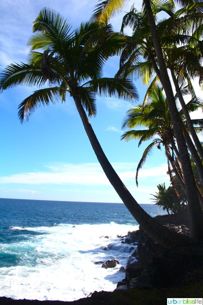 Hawaiipalmtrees2
