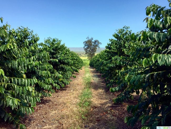 Travel Bliss: Hawaii Island, Aikane Coffee Plantation