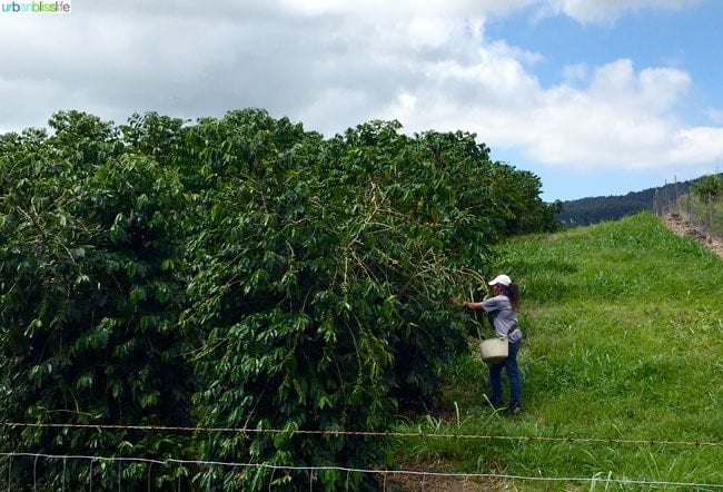 Travel Bliss: Hawaii Island, Aikane Coffee Plantation