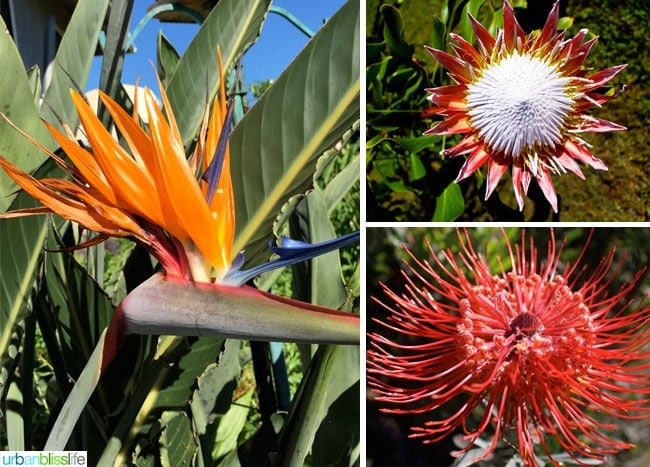 Travel Bliss: Hawaii Island, Aikane Coffee Plantation flowers