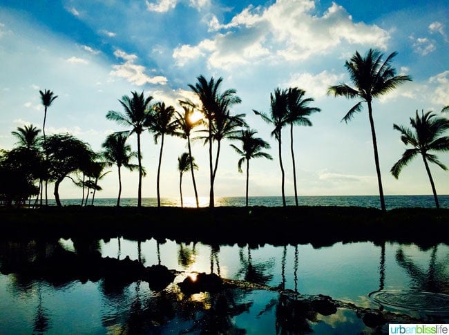 palm trees at sunset on beautiful Hawaii the Big Island 