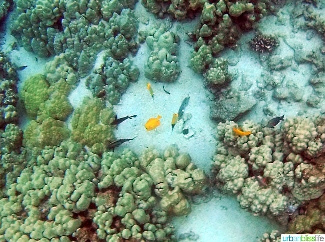 Hawaii Island Snorkeling | UrbanBlissLife.com