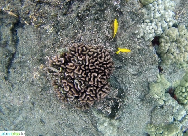 Hawaii Island Snorkeling | UrbanBlissLife.com