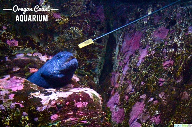 Oregon Coast Aquarium, Newport Oregon