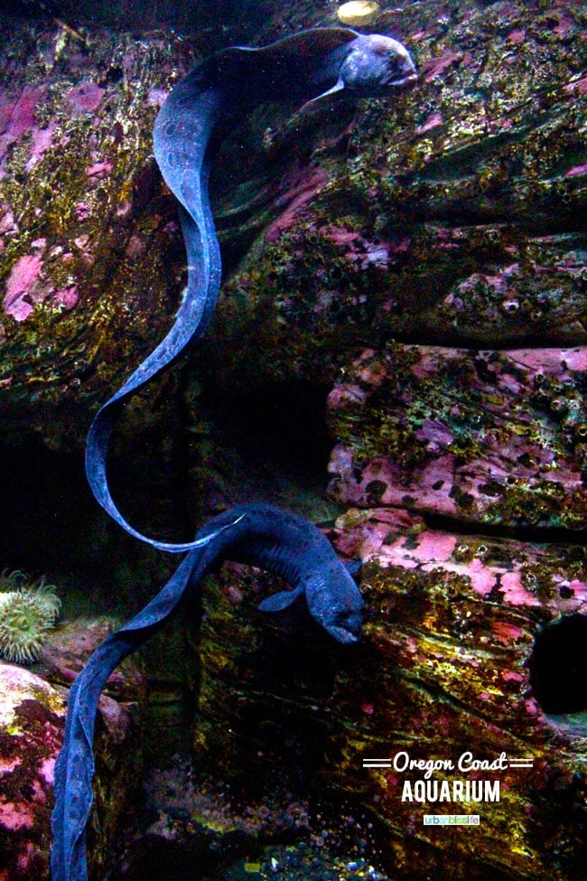 Oregon Coast Aquarium, Newport Oregon