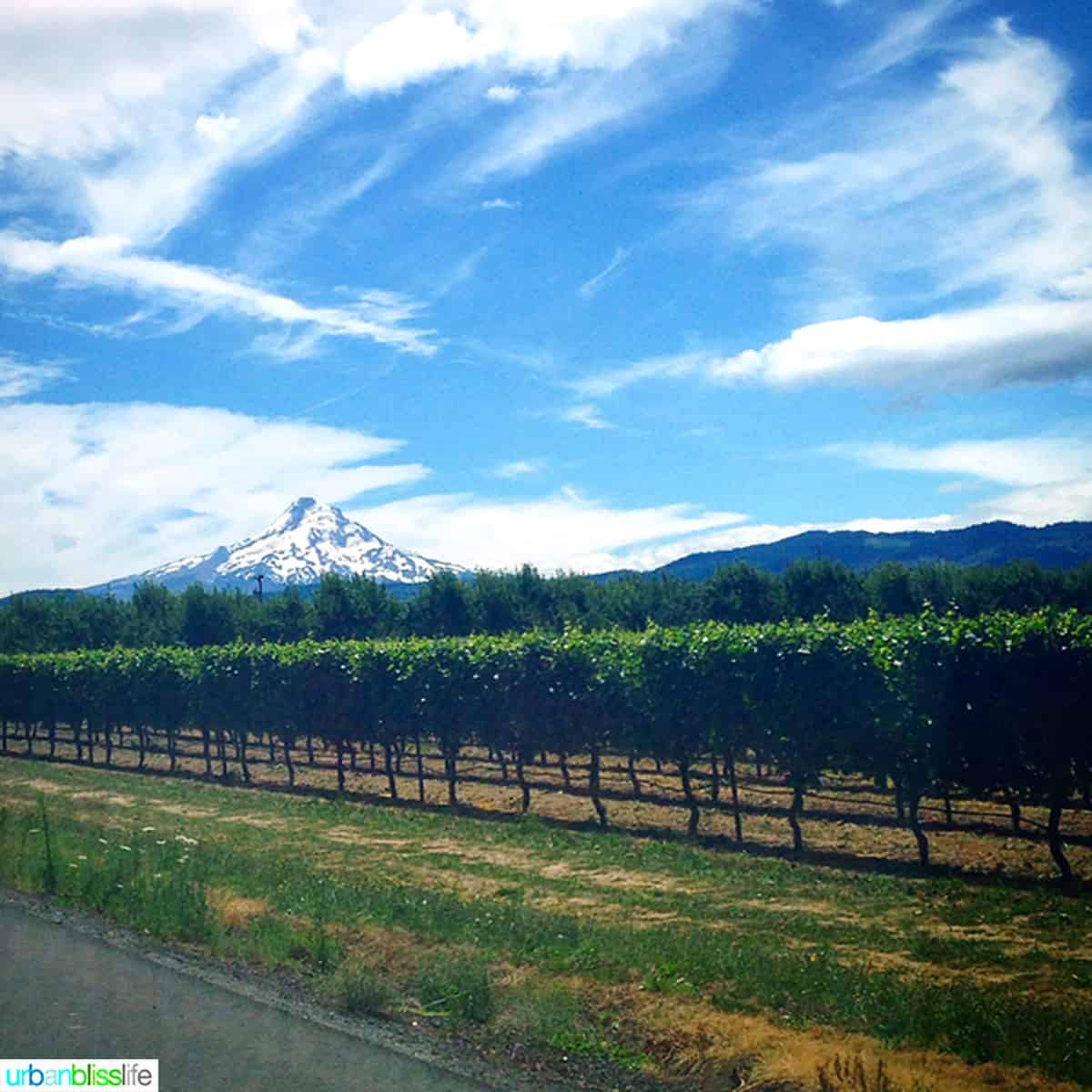 Mount Hood with vineyards in Hood River.