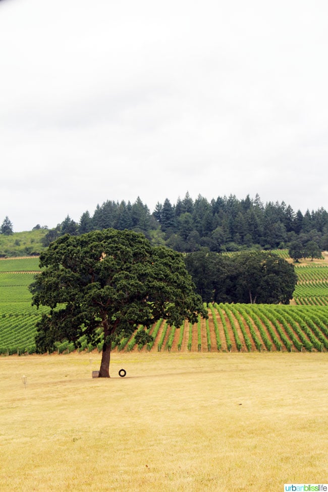 Oregon Wine Country Half Marathon preview at Stoller Winery on UrbanBlissLife.com