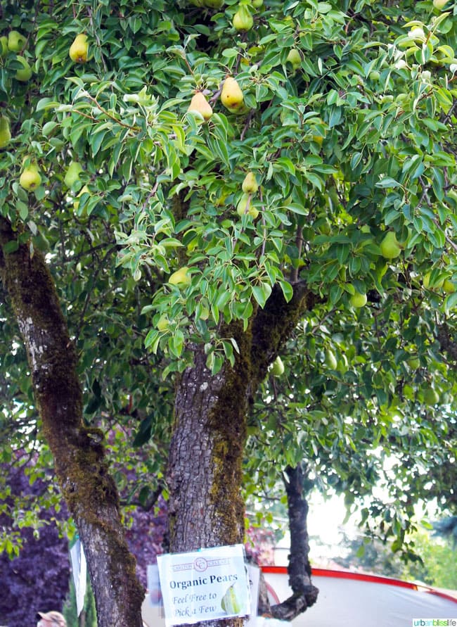 pear tree