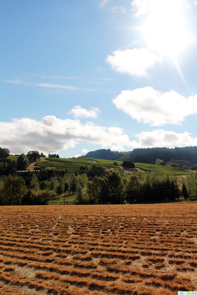 Oregon Wine Country Half Marathon