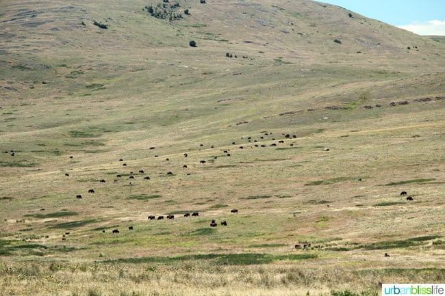 Travel: National Bison Range, Montana on UrbanBlissLife.com