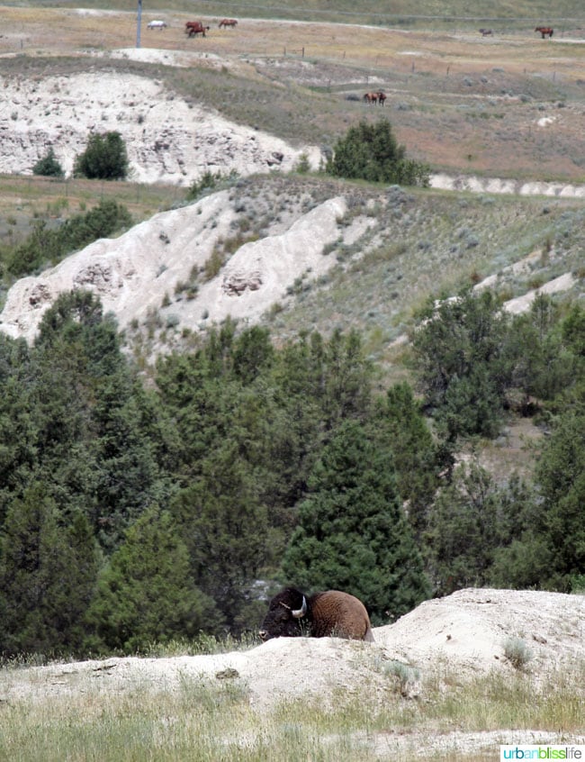 National Bison Range in Montana