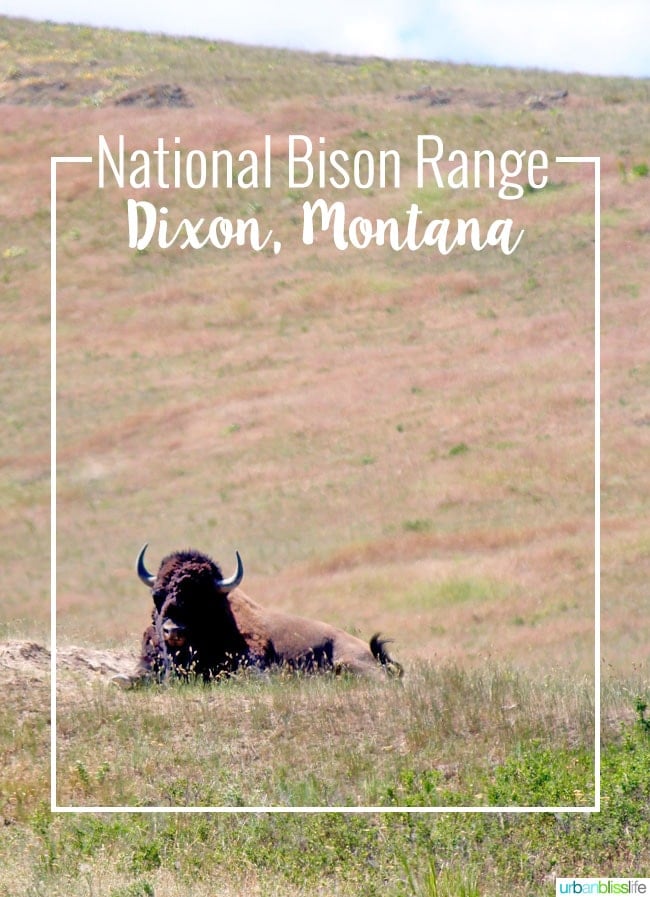 National Bison Range in Montana on UrbanBlissLife.com