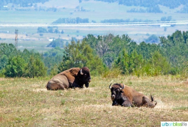 Bison at the National Bison Range in Montana