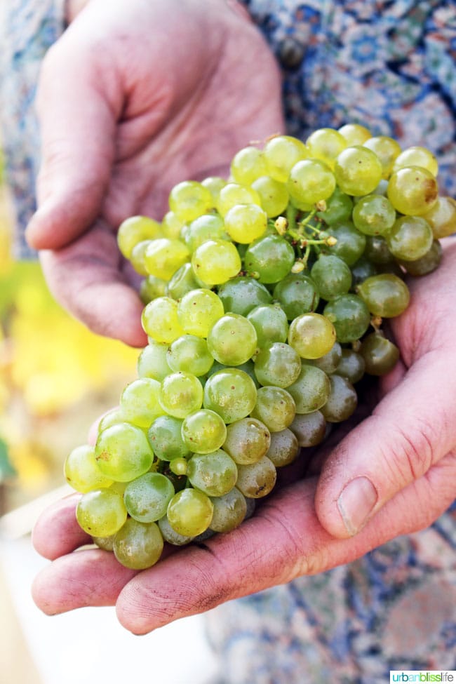 white wine grapes