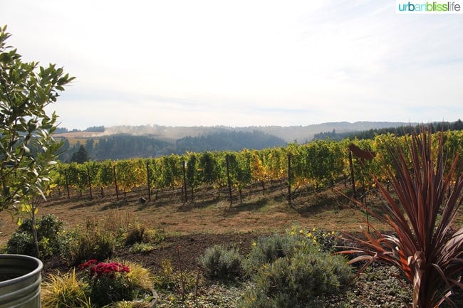 Raptor Ridge Winery - Oregon Wine Country - UrbanBlissLife.com