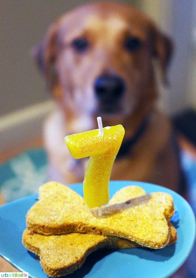 Bliss Dog turns 7 on UrbanBlissLife.com