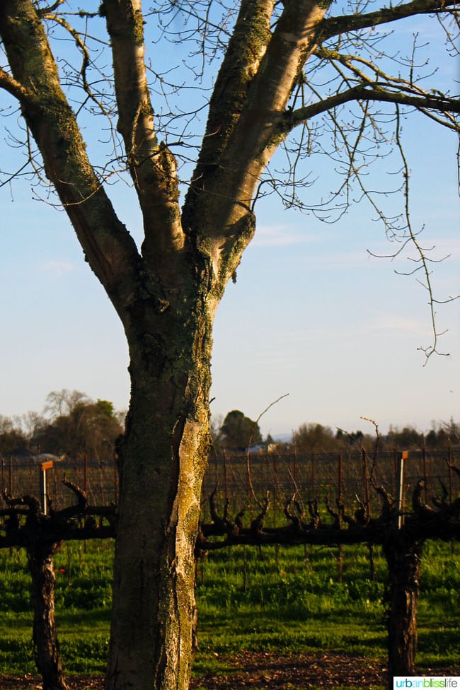 california vineyard