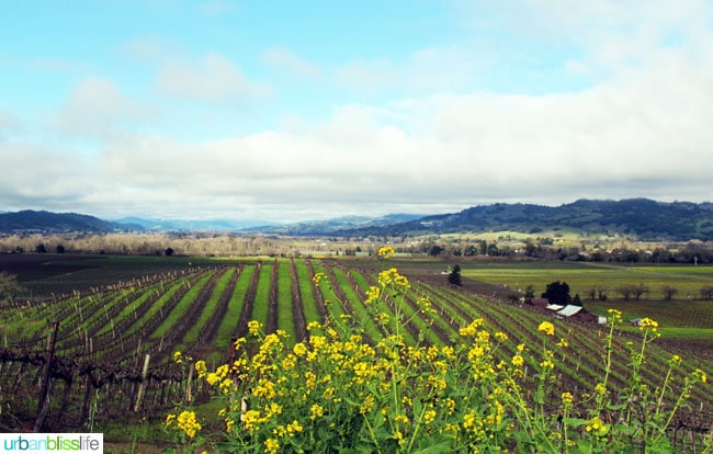 yellow flowers with vineyards in the background.