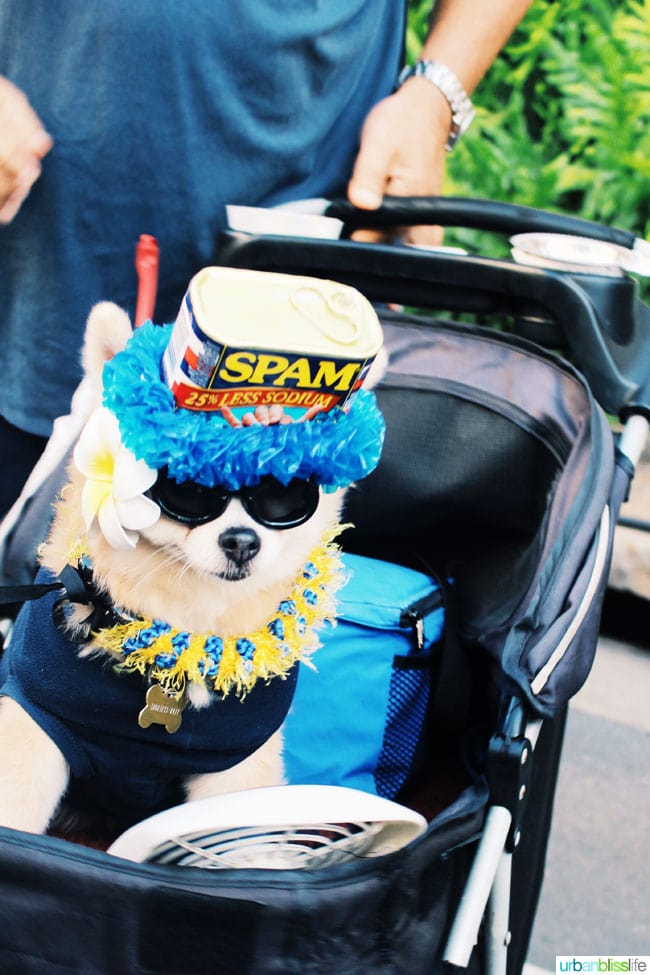 dog wearing spam outfit