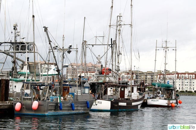 Whale & Wildlife Watching Tours in Victoria BC on UrbanBlissLife.com