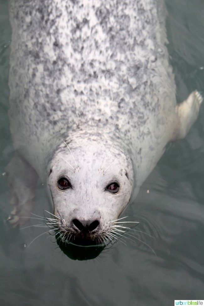 white seal