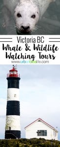 Whale & Wildlife Watching Tours in Victoria BC on UrbanBlissLife.com