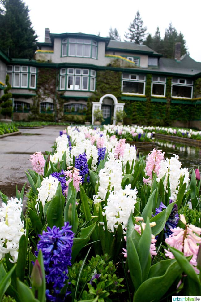 flowers at Butchart Gardens