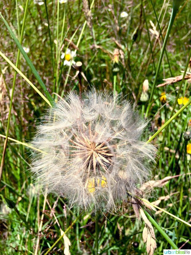 Travel to Tualatin River National Wildlife Refuge on UrbanBlissLife.com