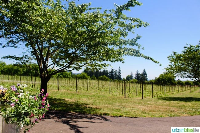 Hazelfern Cellars is a new, family-owned winery with amazing Syrah, Pinot Noir, and Rosé in Oregon Wine Country - details on UrbanBlissLife.com