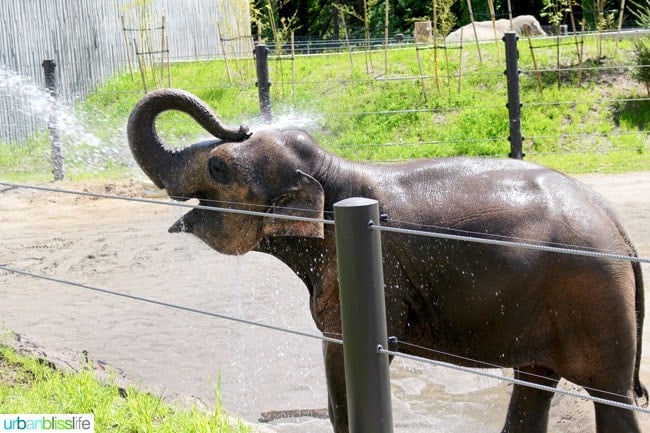 baby elephant at the oregon zoo