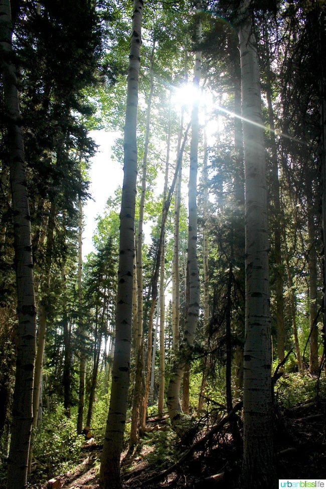 Best Park City, Utah hikes - forest on Silver Lake Trail