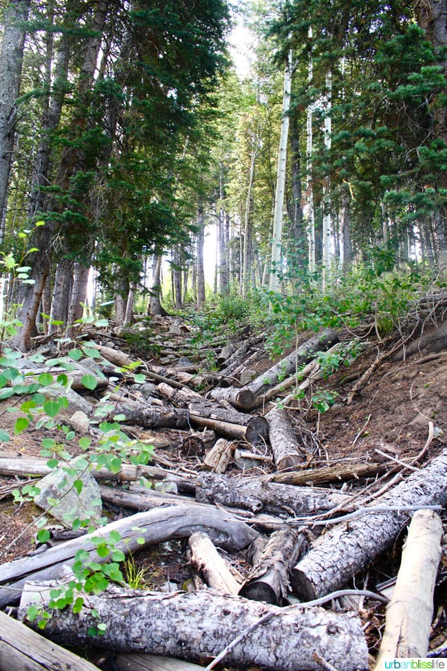 fallen logs on Silver Lake Trail near Park City, Utah