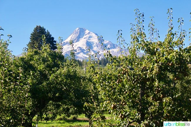 Kiyokawa Orchards in Hood River, Oregon. UrbanBlissLife.com