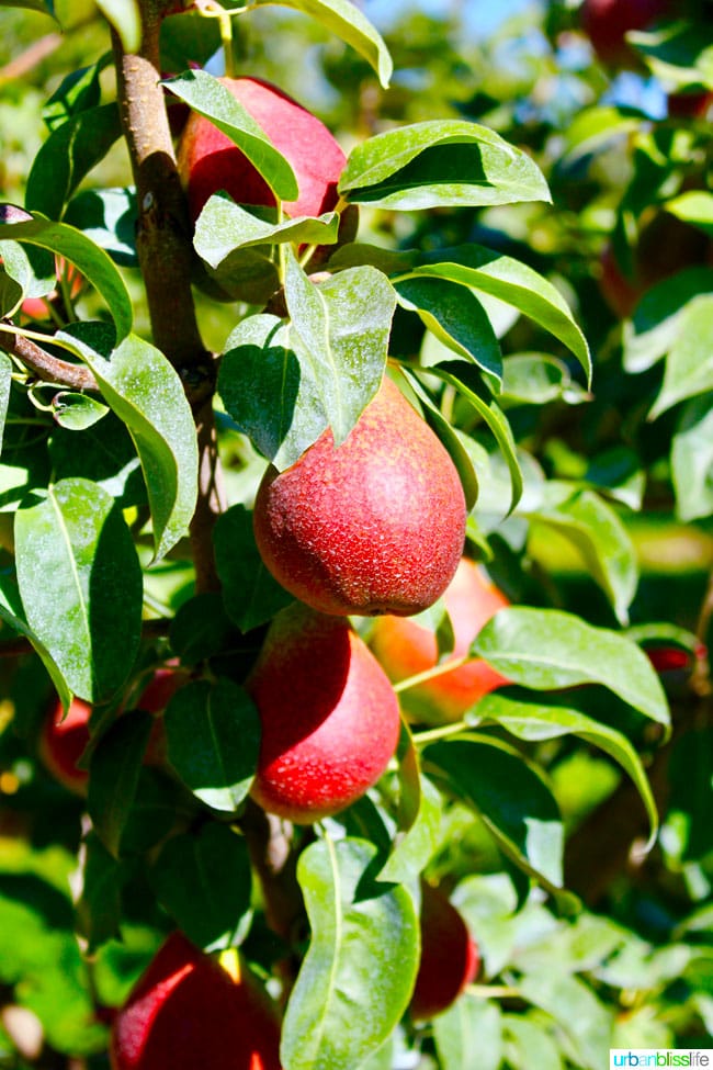 Kiyokawa Orchards in Hood River, Oregon. UrbanBlissLife.com