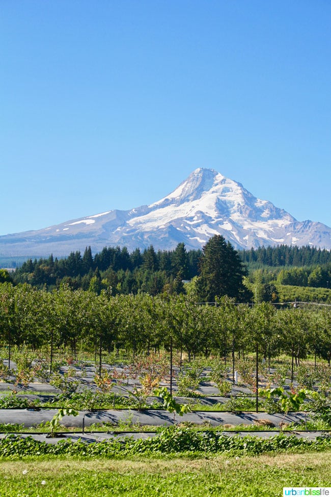 Kiyokawa Orchards in Hood River, Oregon. UrbanBlissLife.com