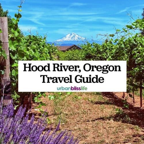 mount hood in the background of a lavender farm and vineyard in Hood River, Oregon.