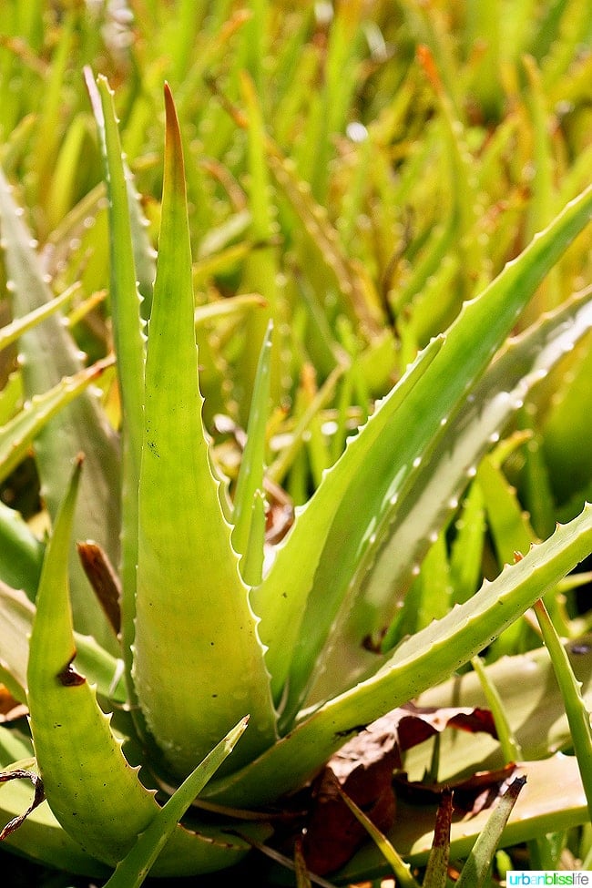 Plants at Kauai Limahuli Garden and Preserve