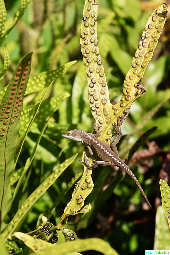 lizard on leaf