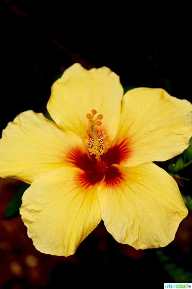 yellow flower