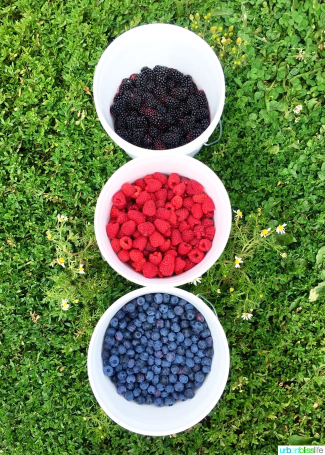 fresh berries in buckets